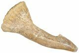 Fossil Sawfish (Onchopristis) Rostral Barb - Morocco #366696-1